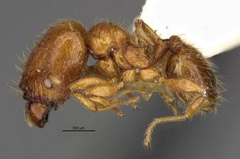 Media type: image;   Entomology 34350 Aspect: habitus lateral
